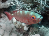 Bunter Fisch in Dahab